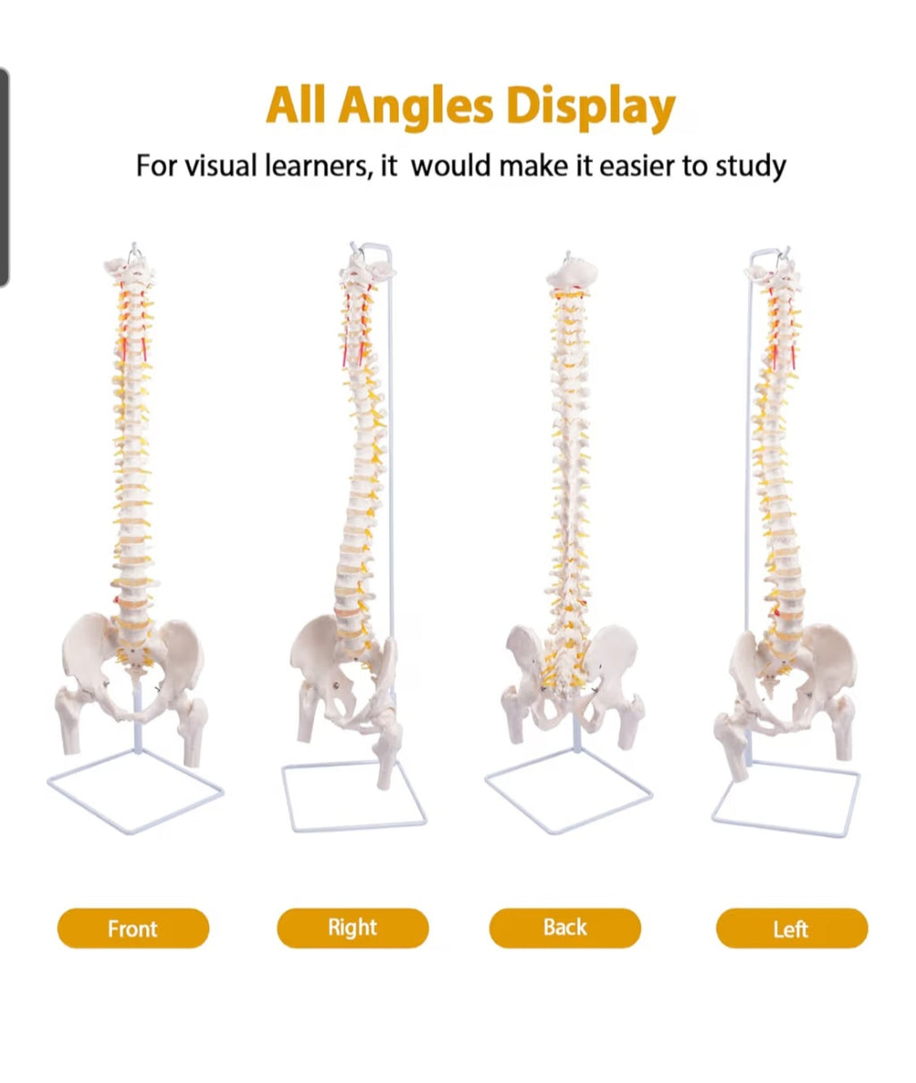 Spine Model, 34.6" Life Size Spinal Cord Model Flexible