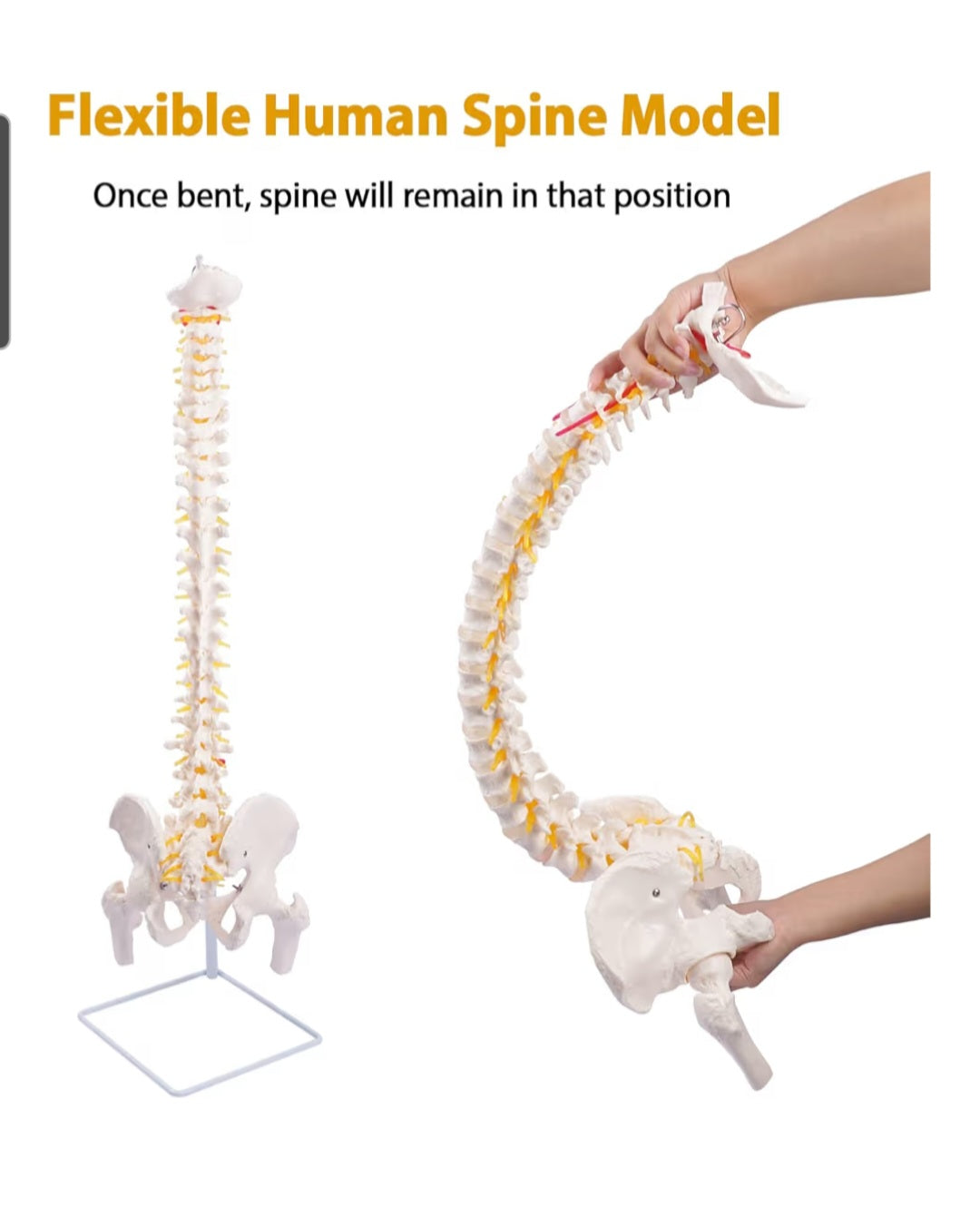 Spine Model, 34.6" Life Size Spinal Cord Model Flexible