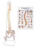 Spine Model, 34.6" Life Size Spinal Cord Model Flexible