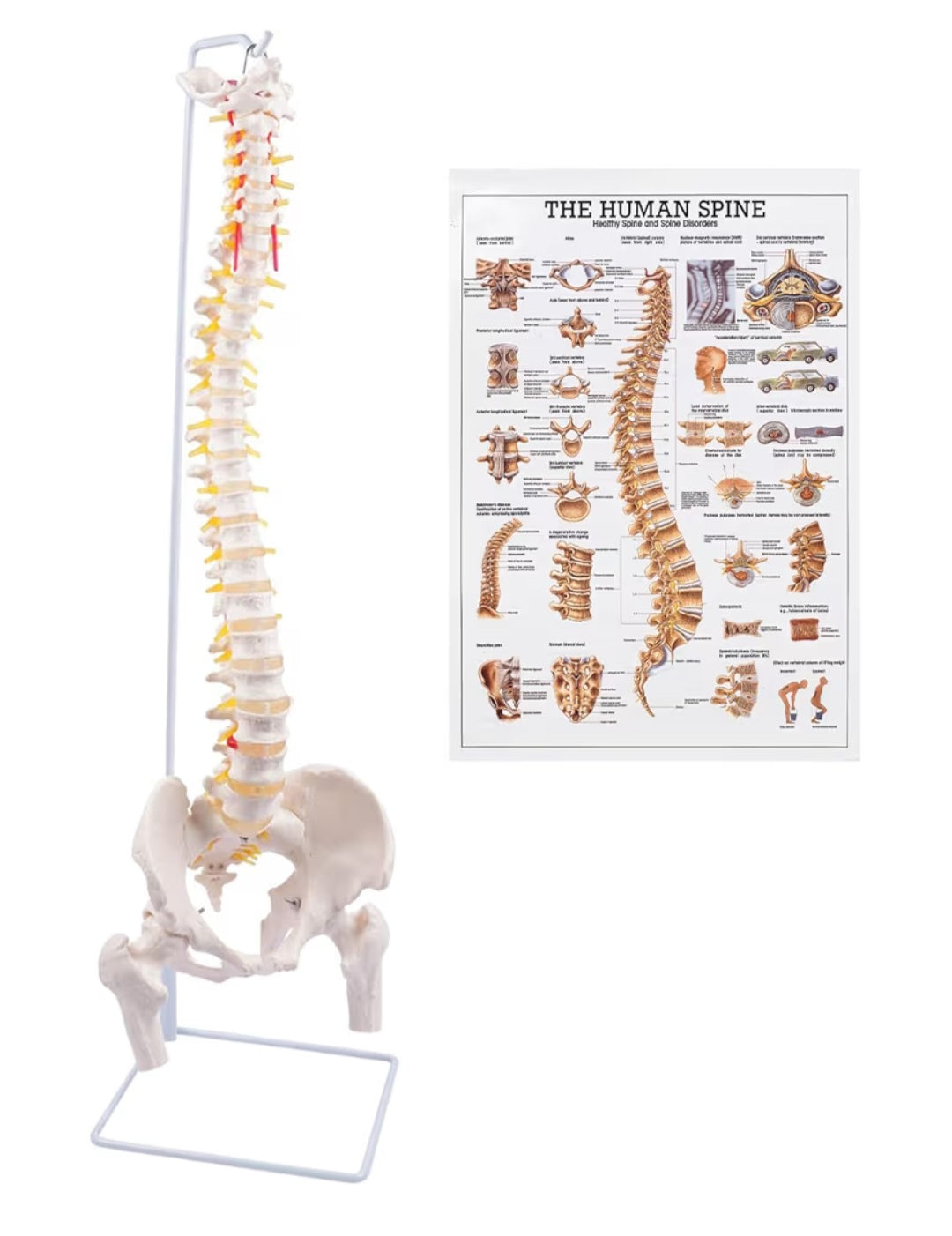 Spine Model, 34.6" Life Size Spinal Cord Model Flexible