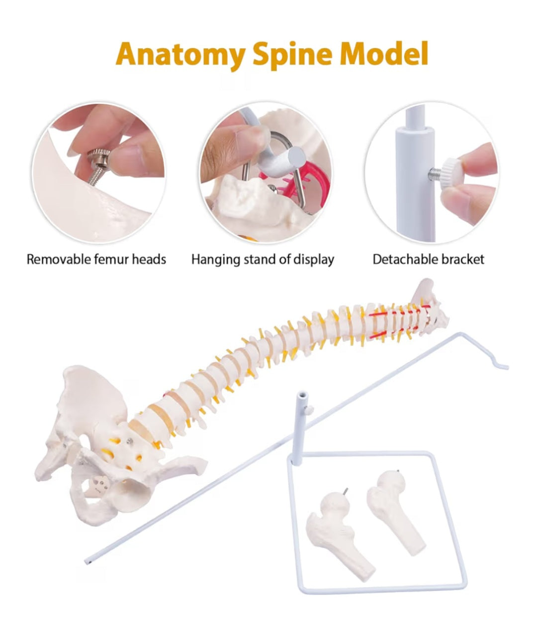 Spine Model, 34.6" Life Size Spinal Cord Model Flexible