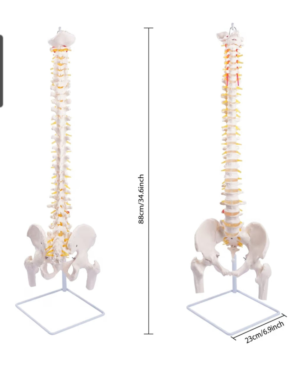 Spine Model, 34.6" Life Size Spinal Cord Model Flexible