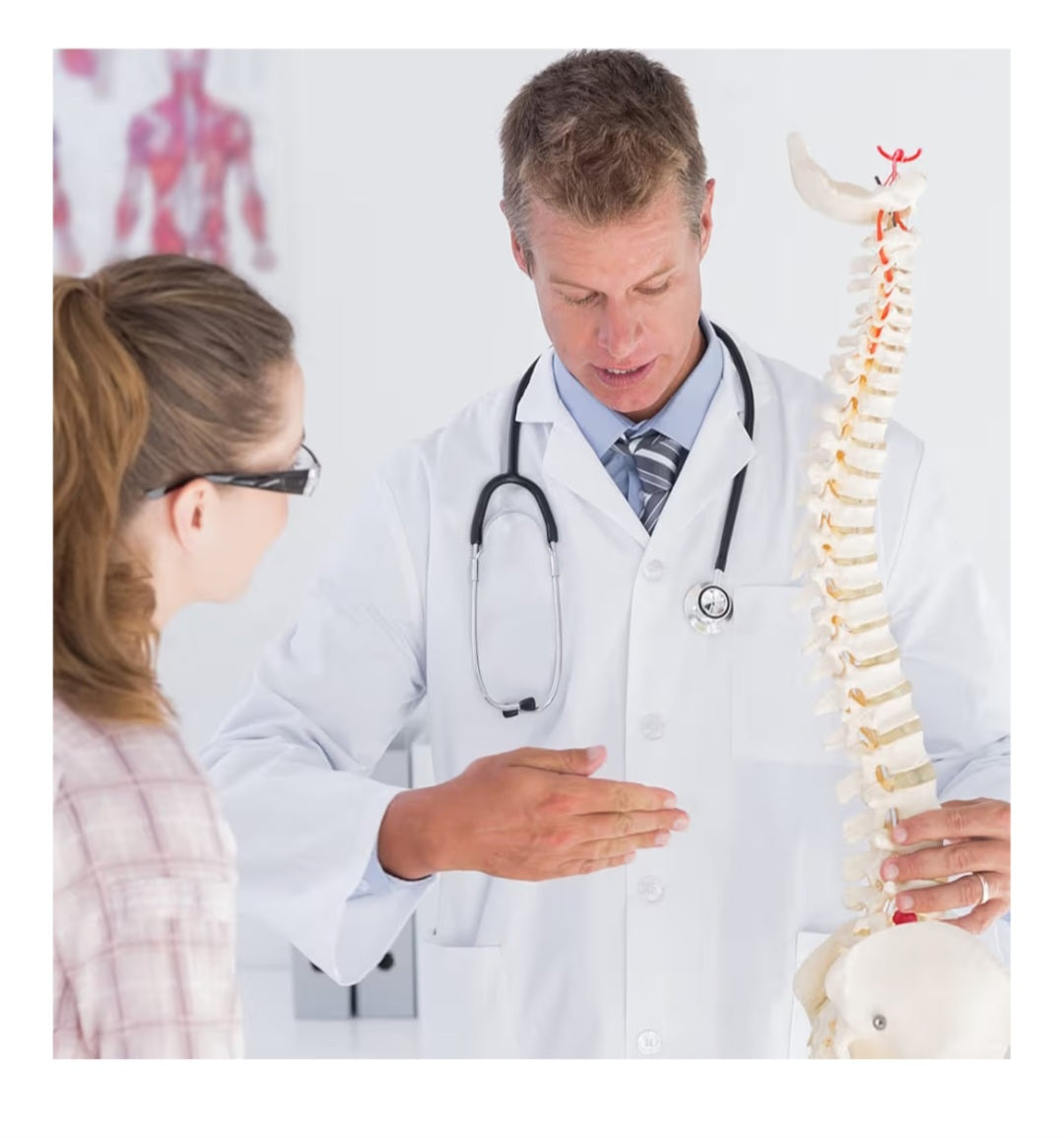 Spine Model, 34.6" Life Size Spinal Cord Model Flexible