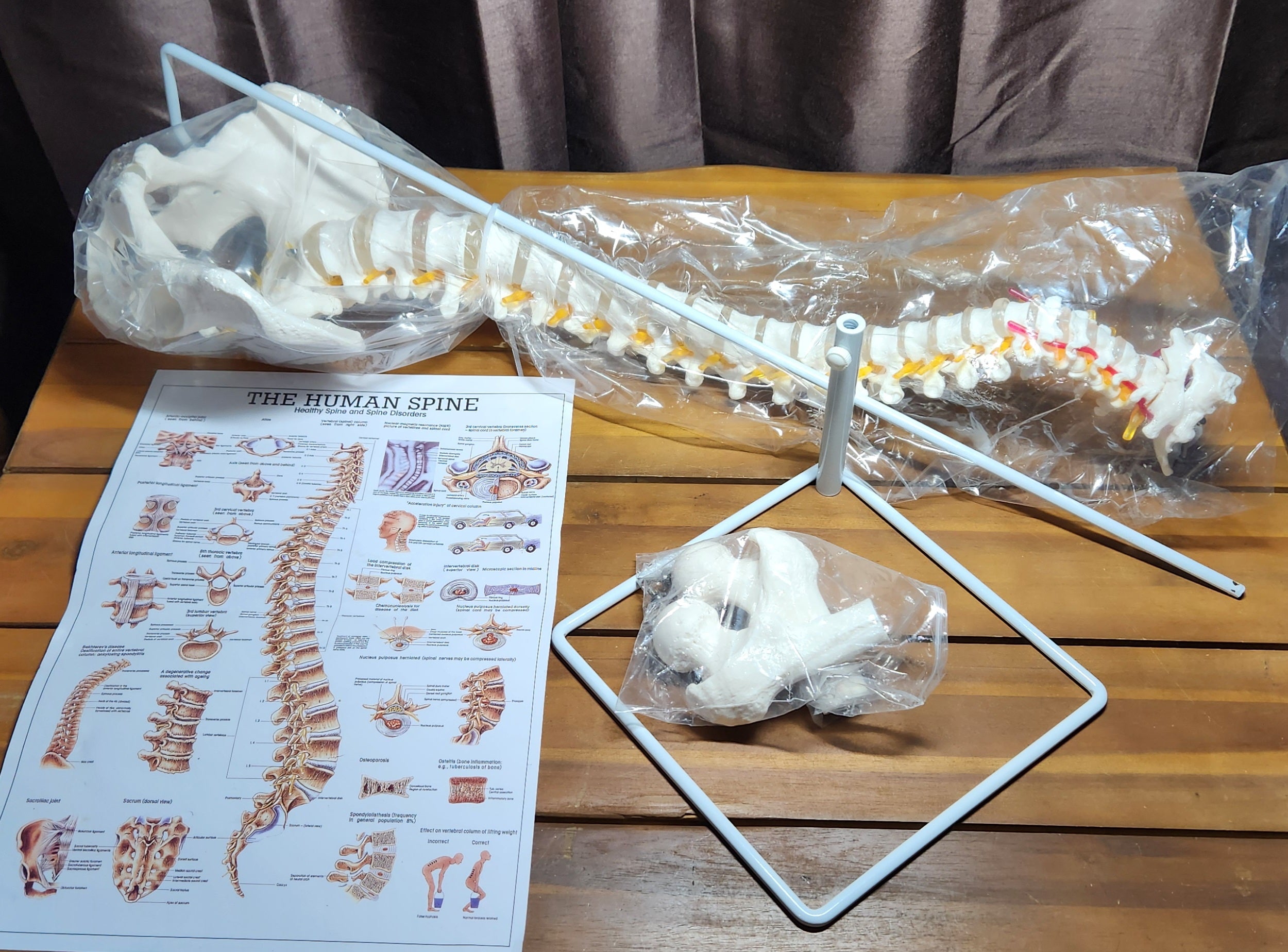 Spine Model, 34.6" Life Size Spinal Cord Model Flexible