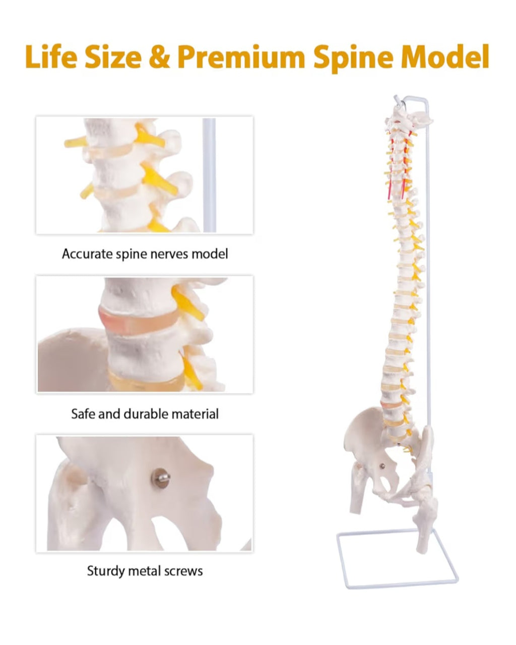 Spine Model, 34.6" Life Size Spinal Cord Model Flexible
