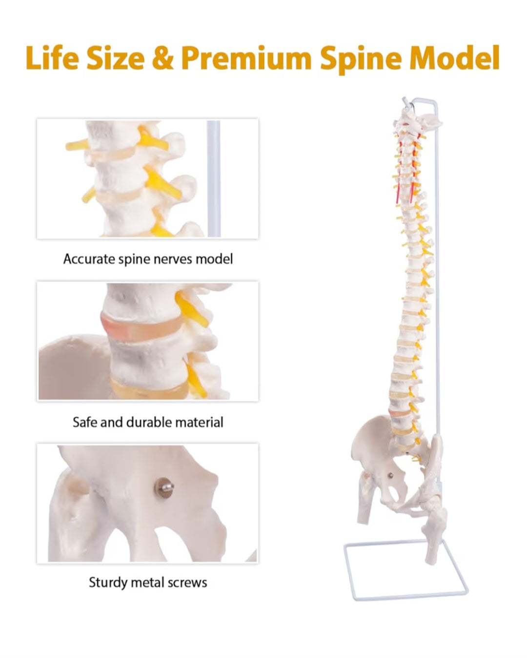 Spine Model, 34.6" Life Size Spinal Cord Model Flexible