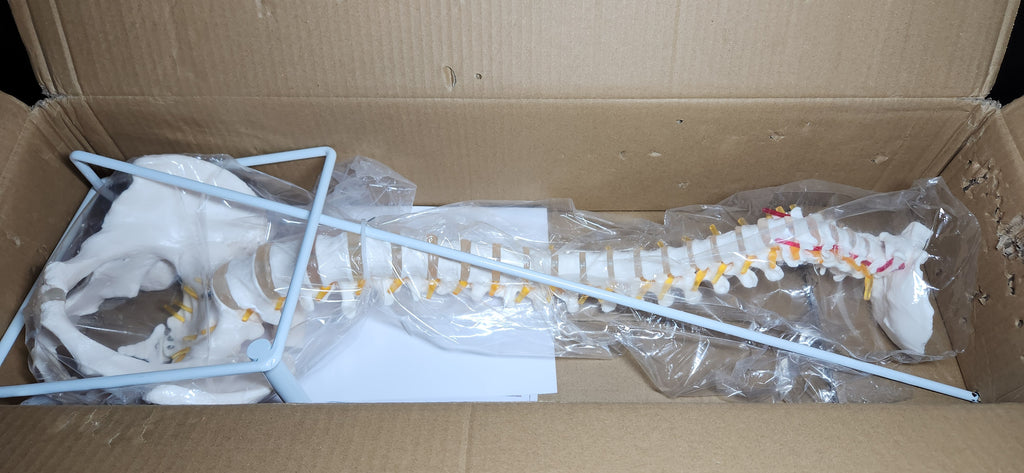 Spine Model, 34.6" Life Size Spinal Cord Model Flexible