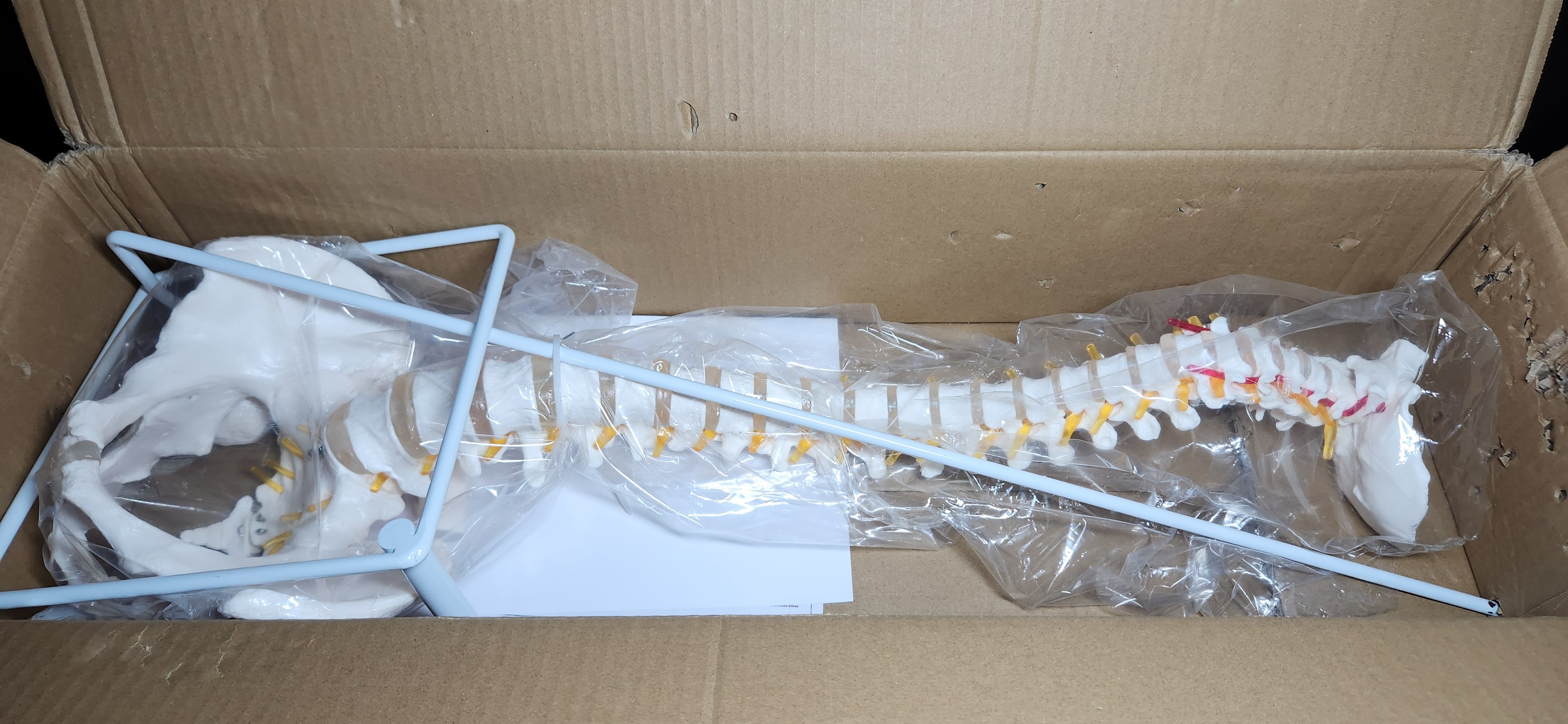 Spine Model, 34.6" Life Size Spinal Cord Model Flexible