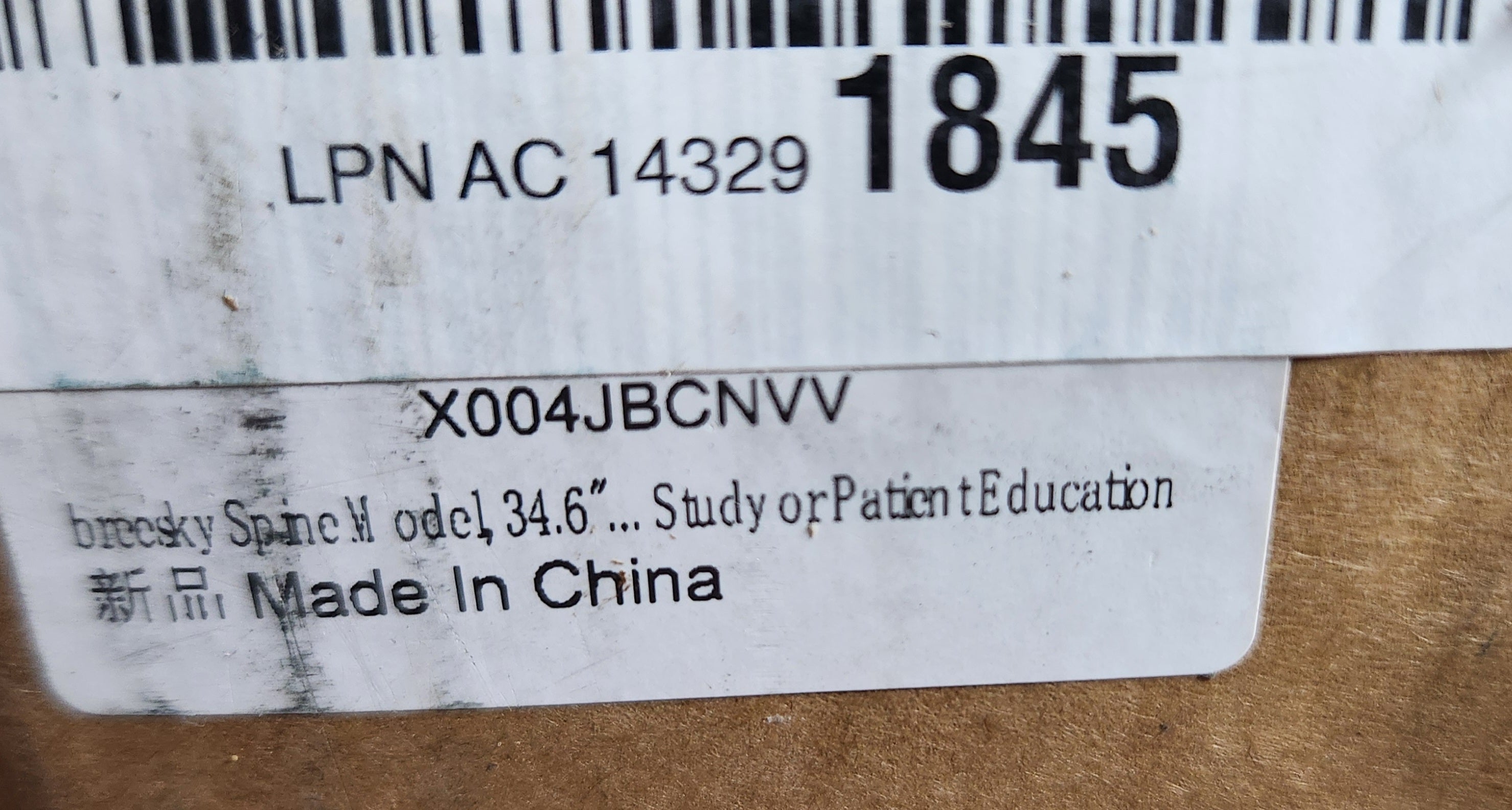 Spine Model, 34.6" Life Size Spinal Cord Model Flexible